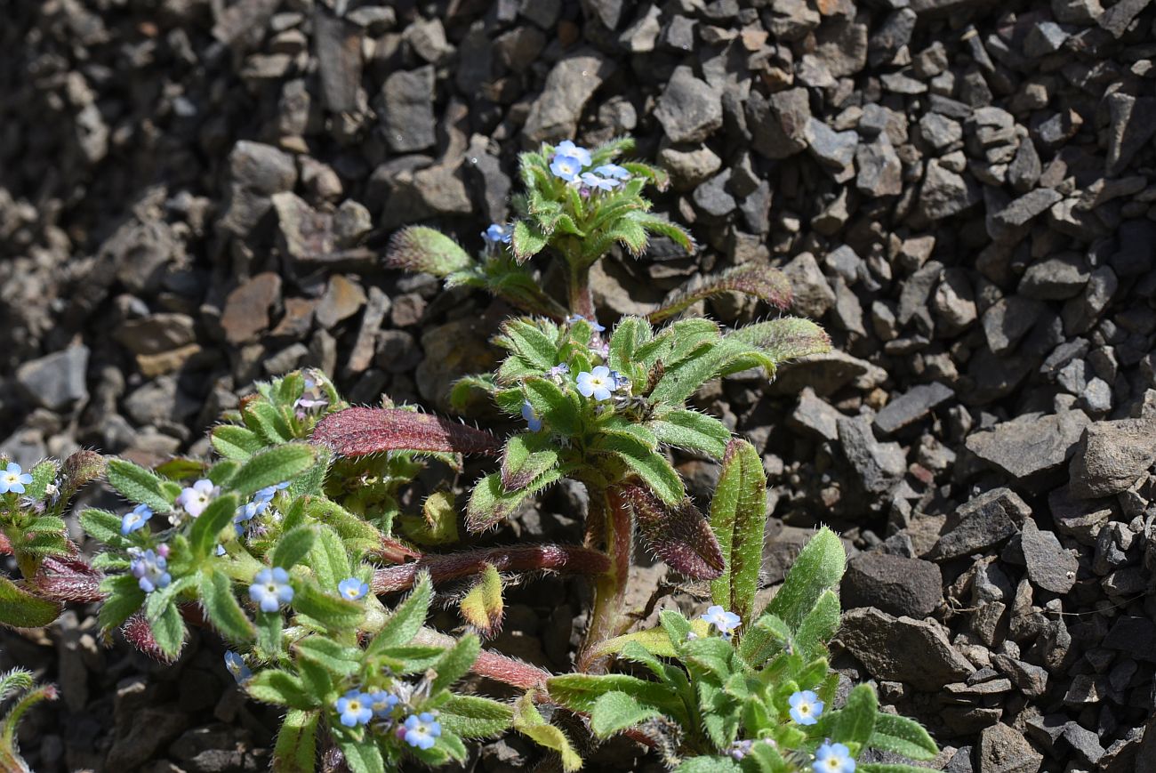 Изображение особи Trigonocaryum involucratum.