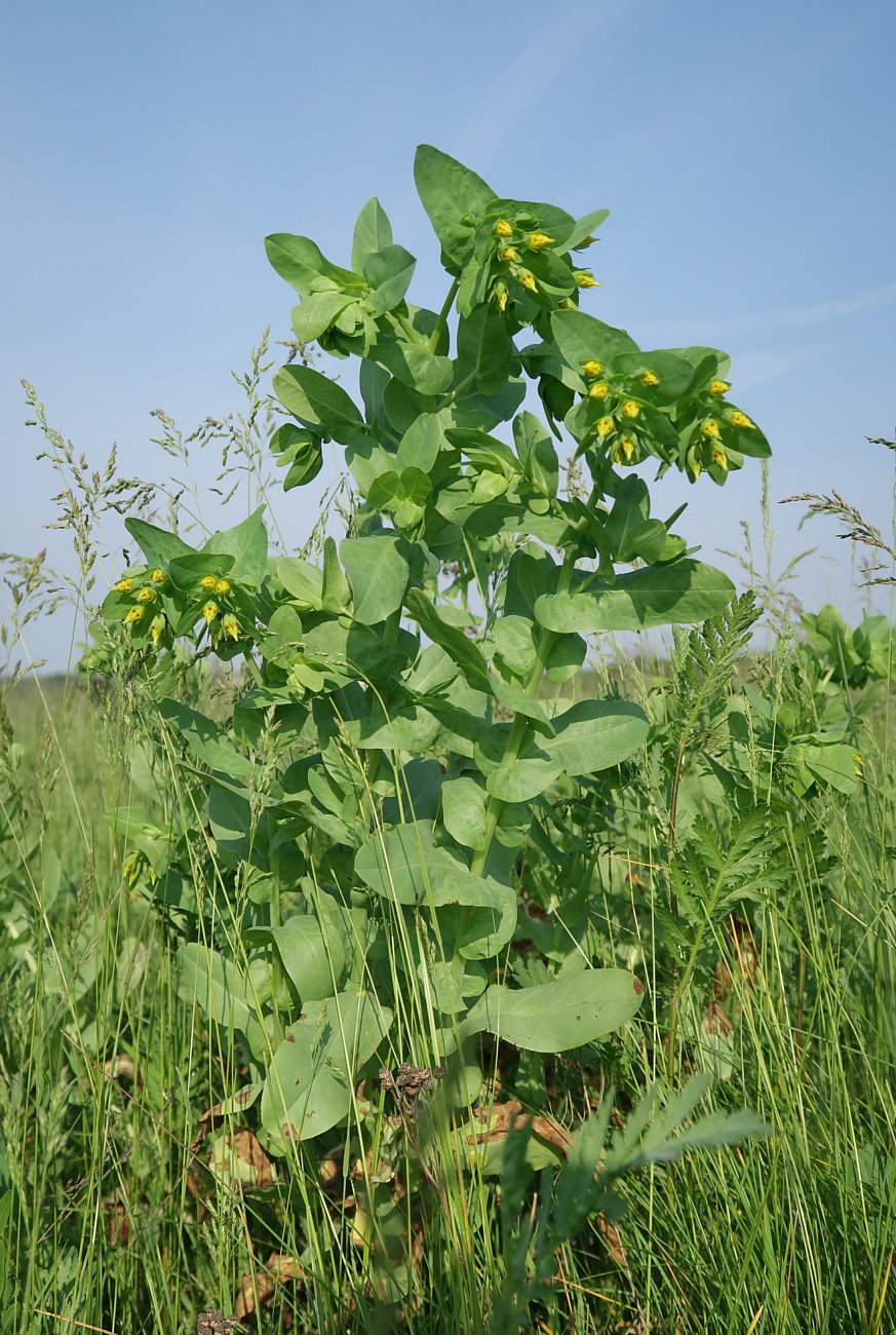 Image of Cerinthe minor specimen.