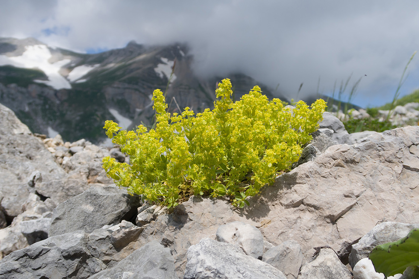 Изображение особи Cruciata valentinae.