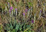Oxytropis kasakorum. Цветущие и плодоносящие растения. Оренбургская обл., Саракташский р-н, хр. Карамурунтау, луговой склон. 07.07.2023.