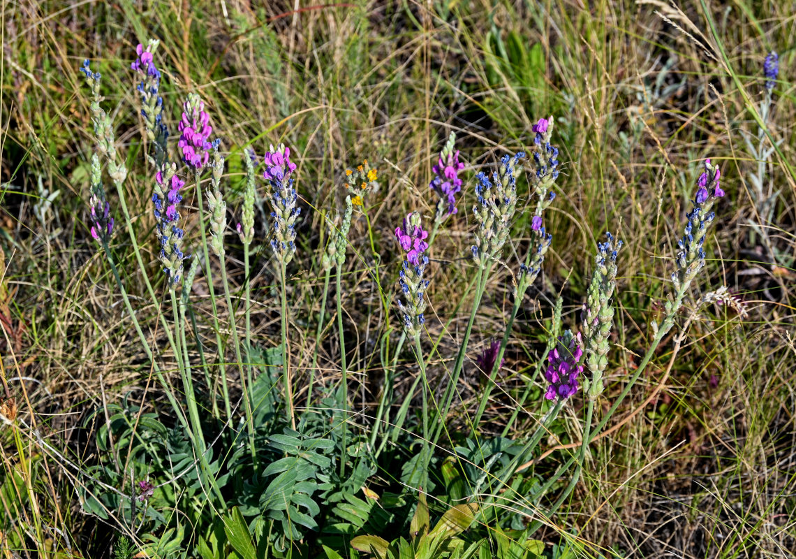 Изображение особи Oxytropis kasakorum.