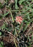 семейство Fabaceae. Часть побега с соцветием. Чили, обл. Valparaiso, провинция Isla de Pascua, восточная часть острова, церемониальный комплекс Tongariki. 12.03.2023.