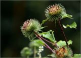 Arctium lappa