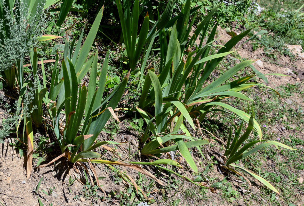 Image of Iris alberti specimen.