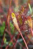 Drosera anglica. Лист с пойманными насекомыми. Мурманская обл., Кандалакшский р-н, Княжегубское вдхр., оз. Нотозеро, Листяные о-ва, небольшой заболоченный островок. 08.07.2023.