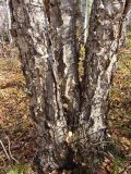 Betula costata