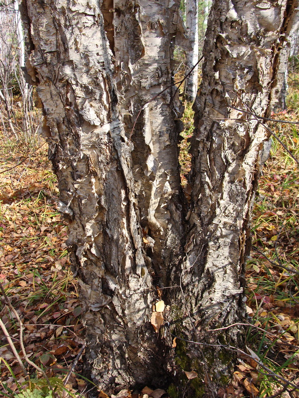Image of Betula costata specimen.