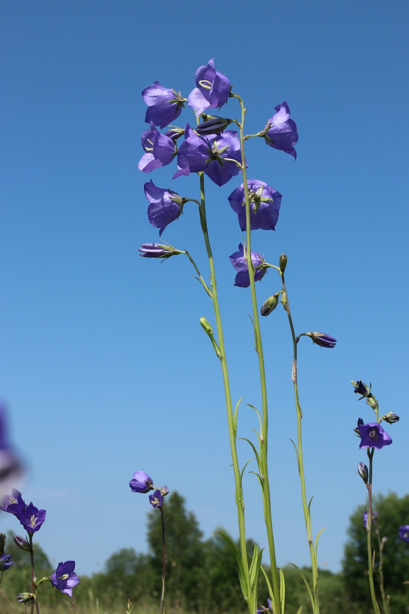 Изображение особи Campanula persicifolia.