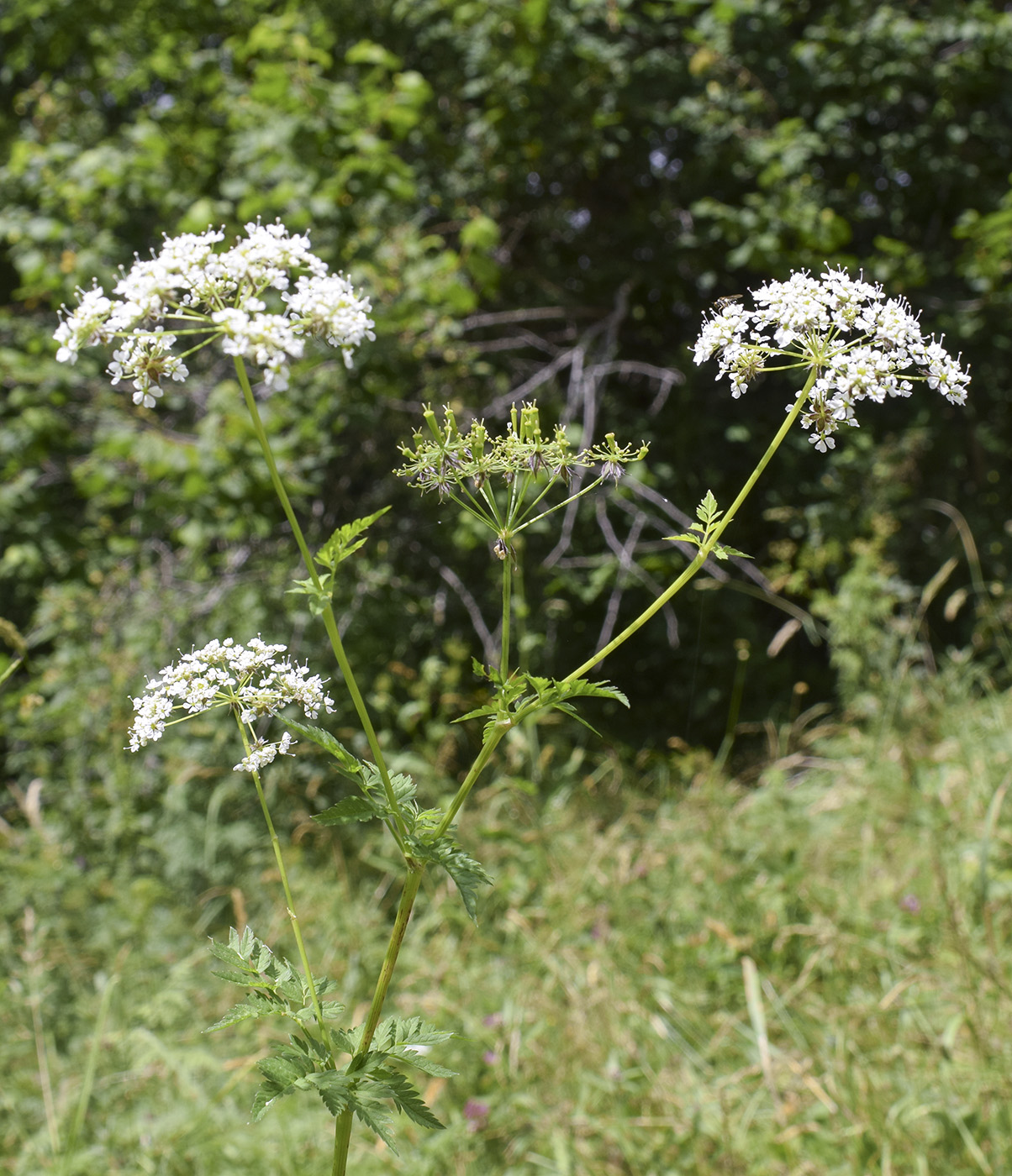 Изображение особи Anthriscus sylvestris.