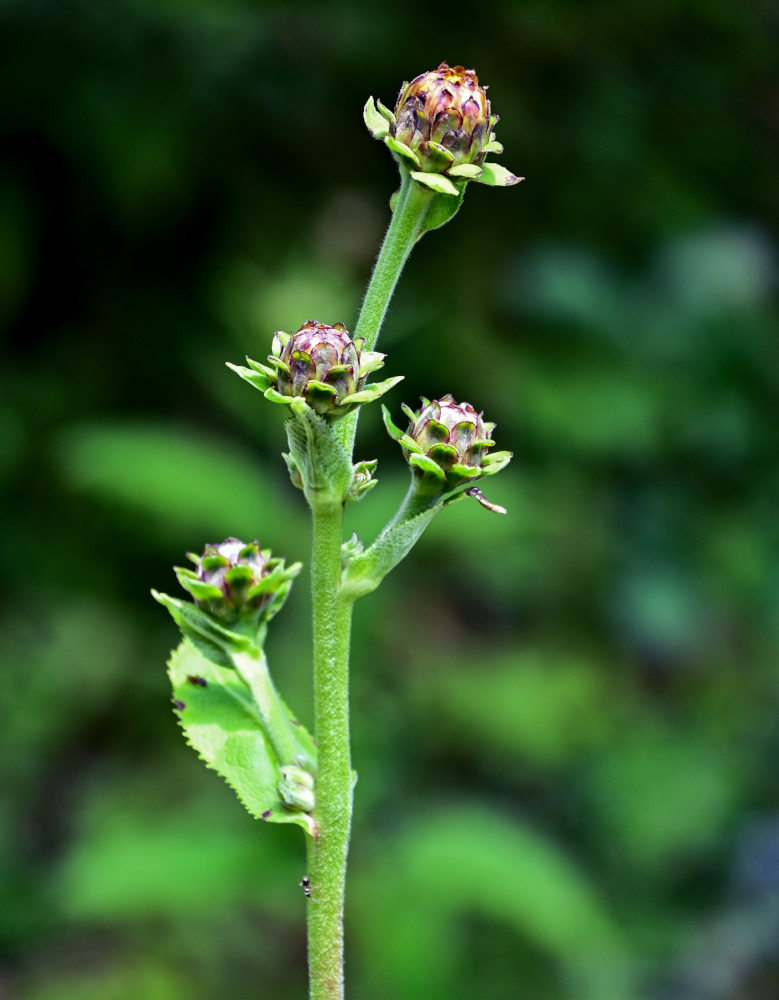 Изображение особи Inula helenium.