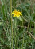 Taraxacum scariosum