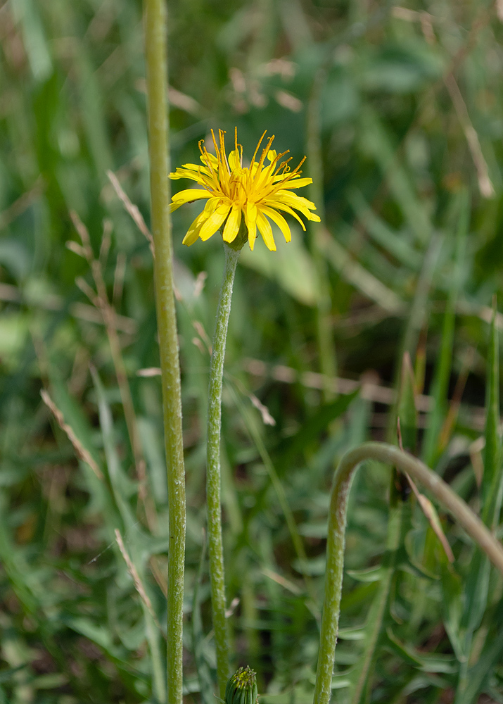 Image of Taraxacum scariosum specimen.