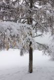 Larix sibirica