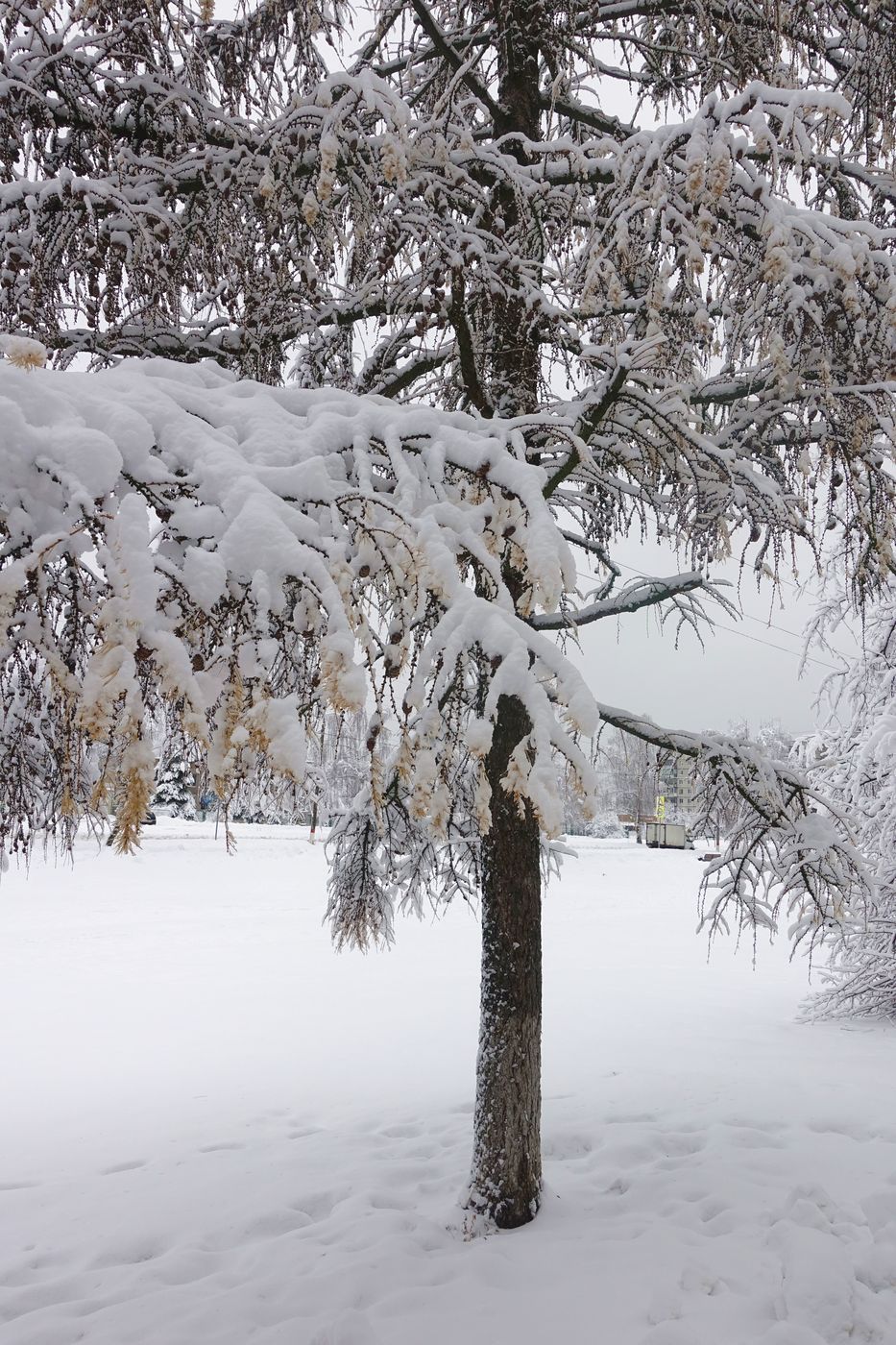 Изображение особи Larix sibirica.