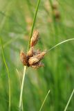 Bolboschoenus maritimus