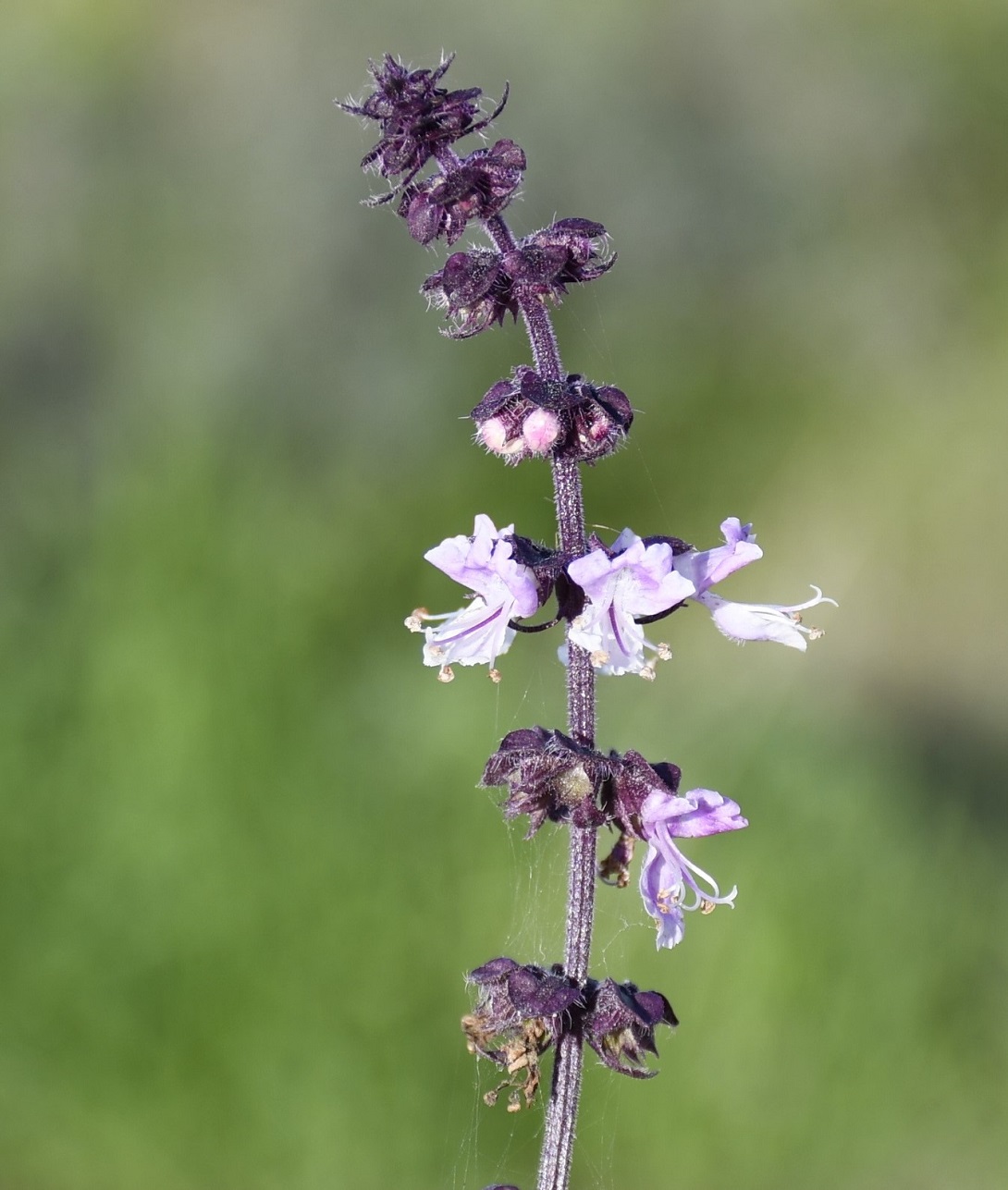 Image of Ocimum basilicum specimen.