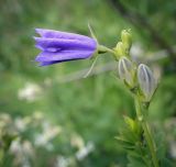 Campanula persicifolia