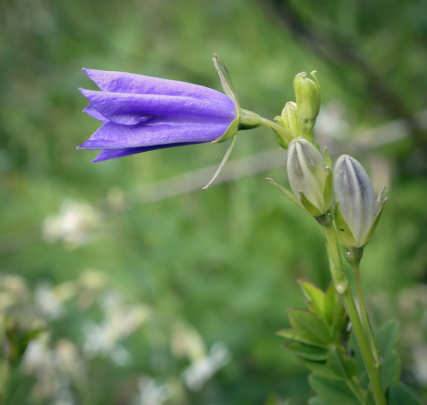 Image of Campanula persicifolia specimen.