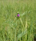 Vicia angustifolia. Верхушка цветущего растения. Ульяновская обл., Мелекесский р-н, окр. с. Куликовка, берег Черемшанского залива Куйбышевского водохранилища, край затопленного оврага, заливной луг. 03.06.2023.