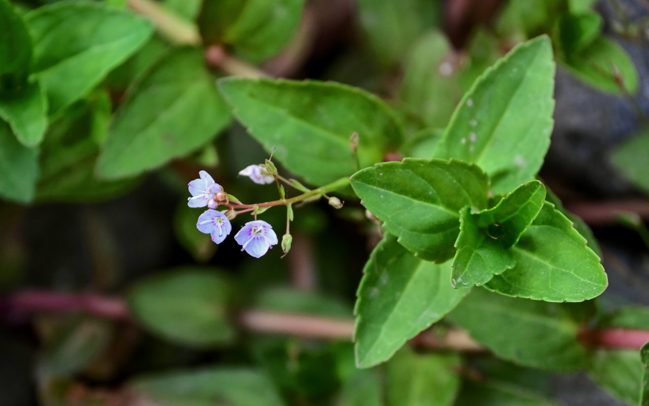 Image of Veronica americana specimen.