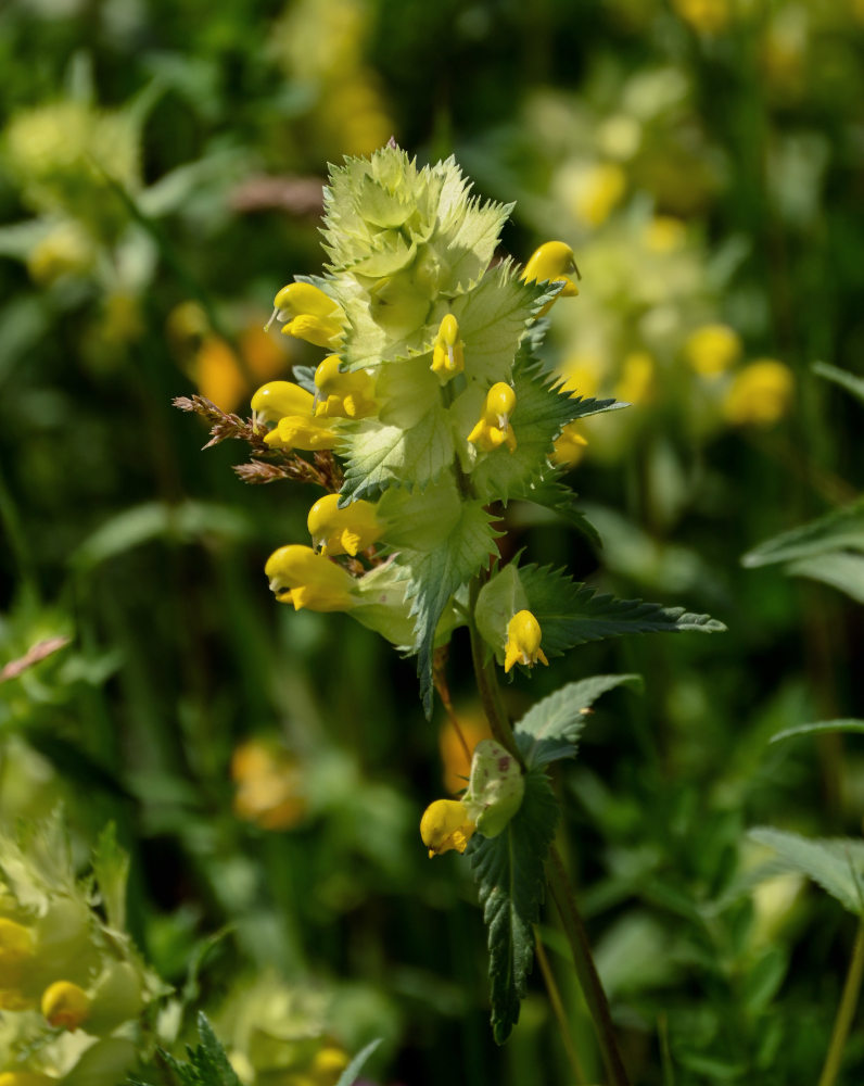 Image of genus Rhinanthus specimen.