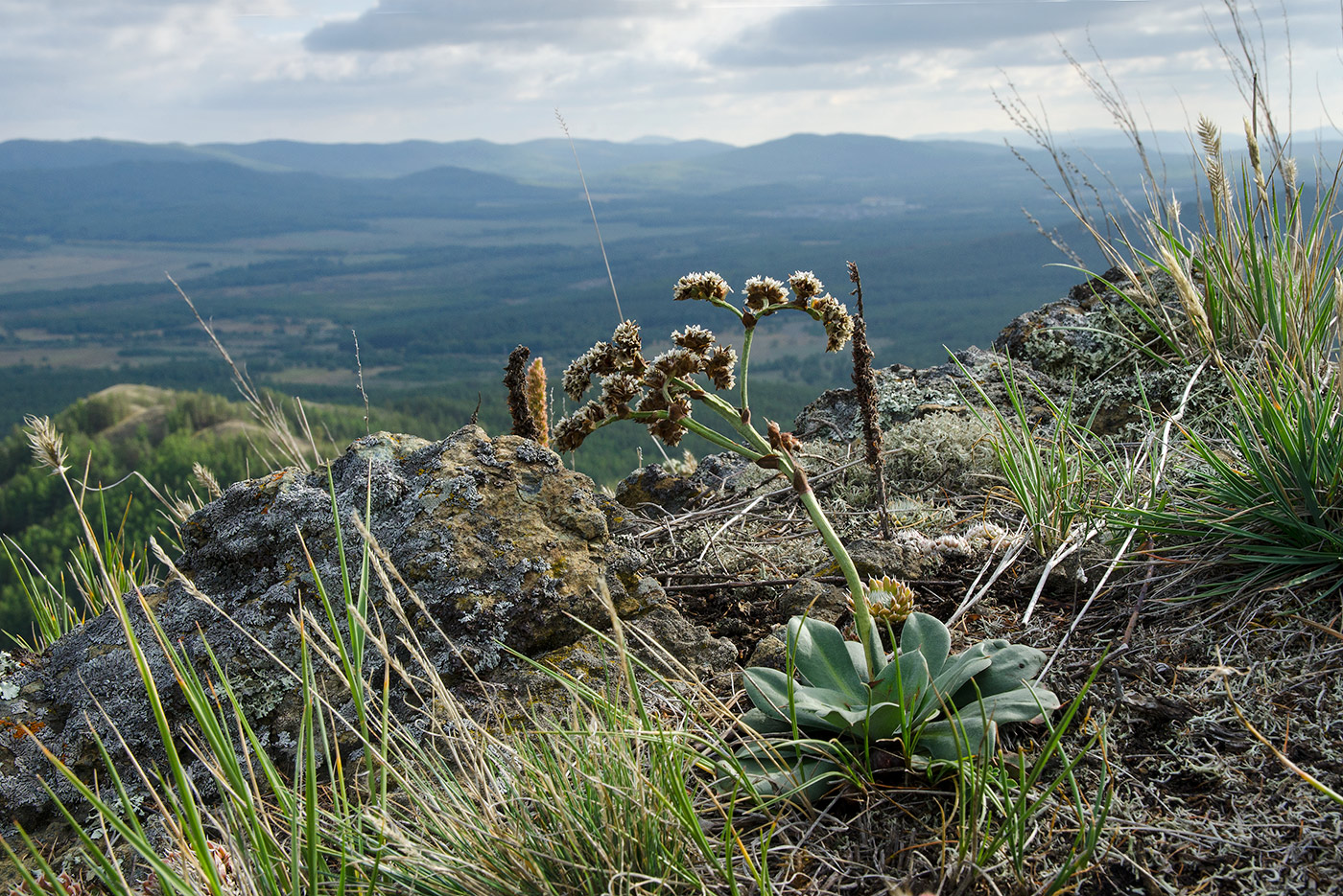 Image of Goniolimon speciosum specimen.