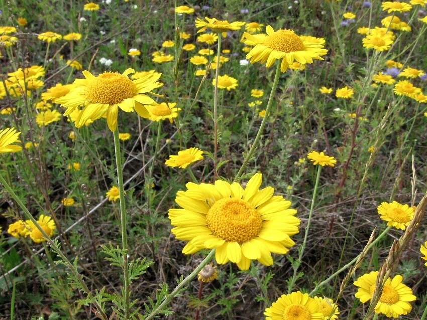 Изображение особи Anthemis tinctoria.