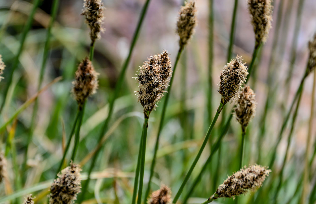 Изображение особи Kobresia stenocarpa.