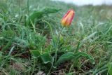 Tulipa suaveolens. Цветущее растение. Краснодарский край, м/о город-курорт Геленджик, окр. с. Кабардинка, горный луг на террасированном склоне. 13.04.2024.