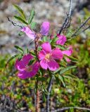 Rosa acicularis. Верхушка ветви с цветками. Красноярский край, Таймырский Долгано-Ненецкий р-н, плато Путорана, устье р. Кутарамакан, горная тундра, среди зарослей Empetrum. 26.07.2023.