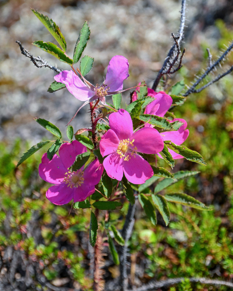 Изображение особи Rosa acicularis.