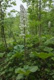 Petasites albus. Плодоносящее растение. Краснодарский край, Апшеронский р-н, окр. хут. Гуамка, вост. склон горы Матазык, ≈ 1100 м н.у.м., широколиственный лес. 29.04.2024.