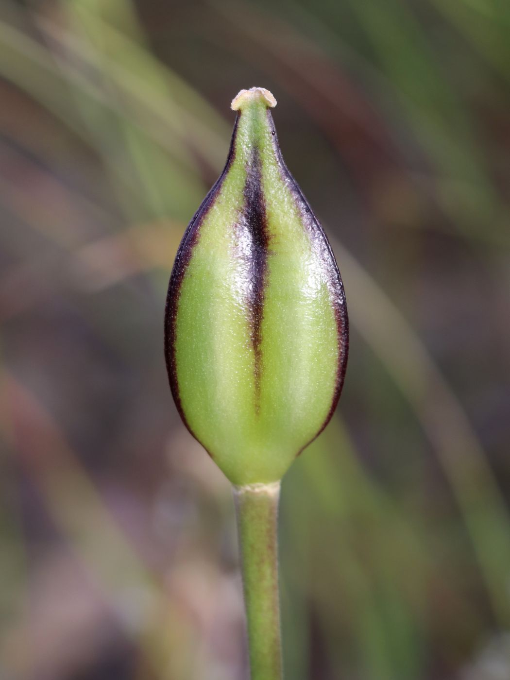 Image of Tulipa affinis specimen.