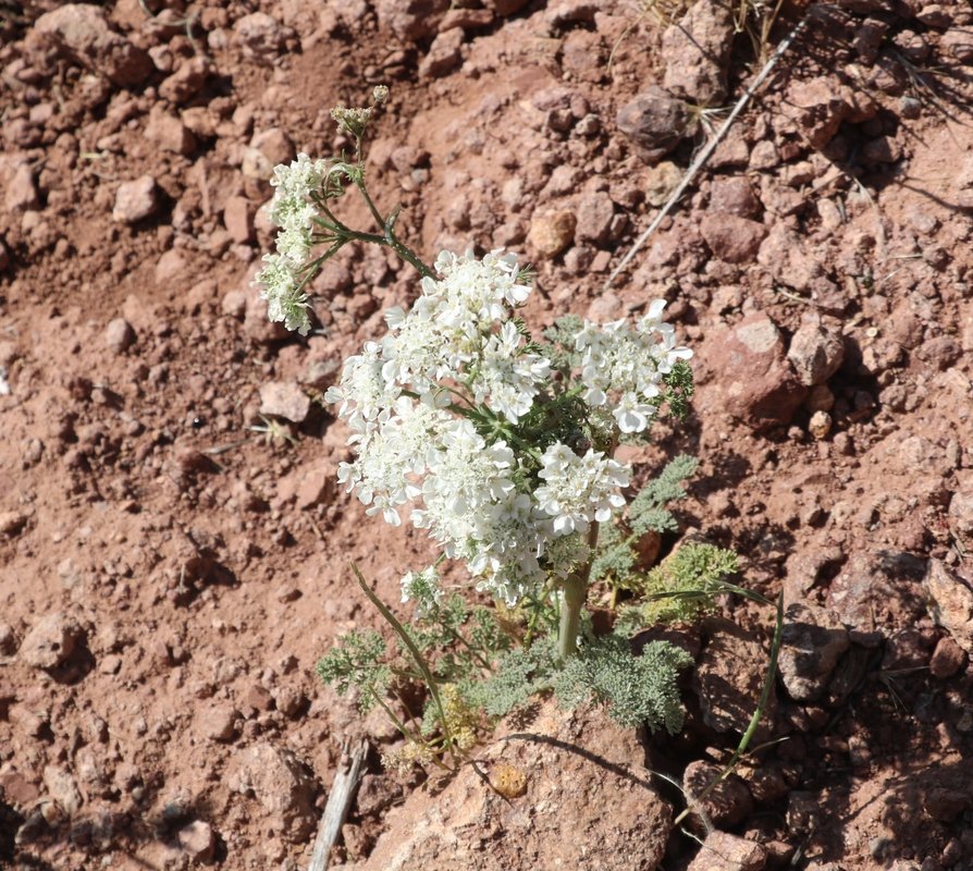 Image of familia Apiaceae specimen.
