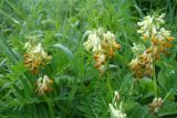 Vicia balansae