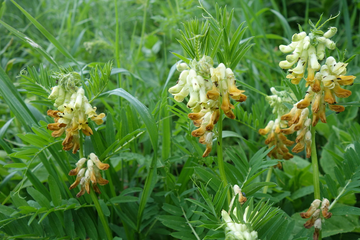 Image of Vicia balansae specimen.