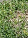 род Galium