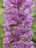 Gymnadenia conopsea