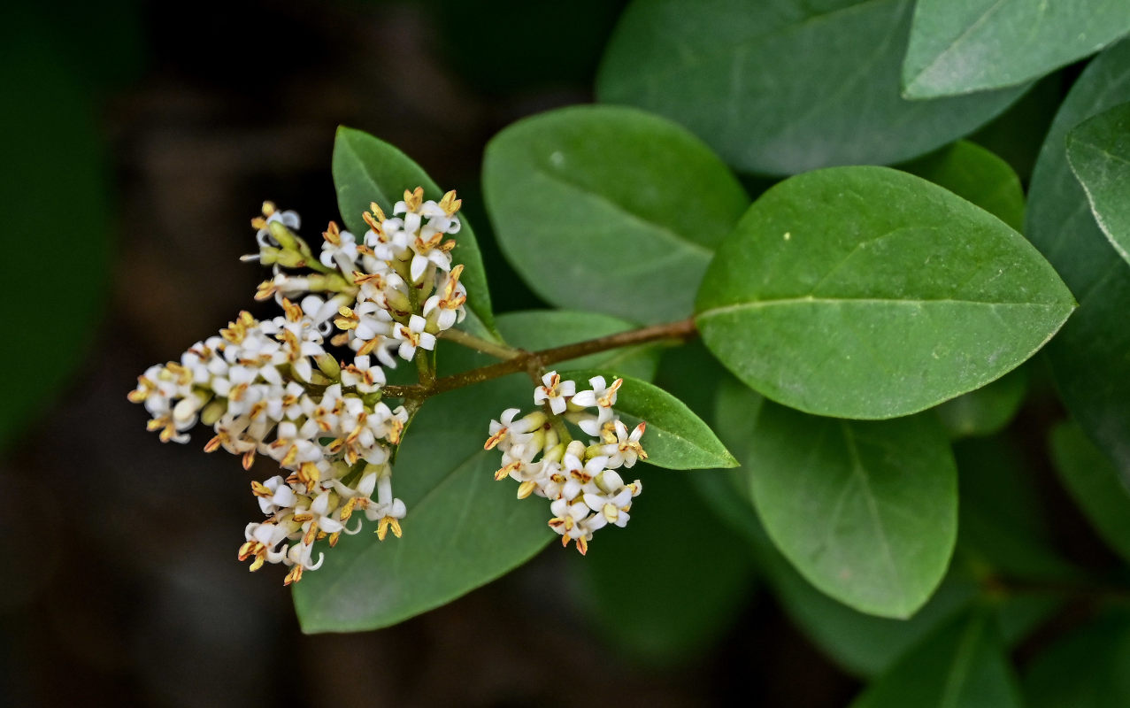 Image of Ligustrum vulgare specimen.