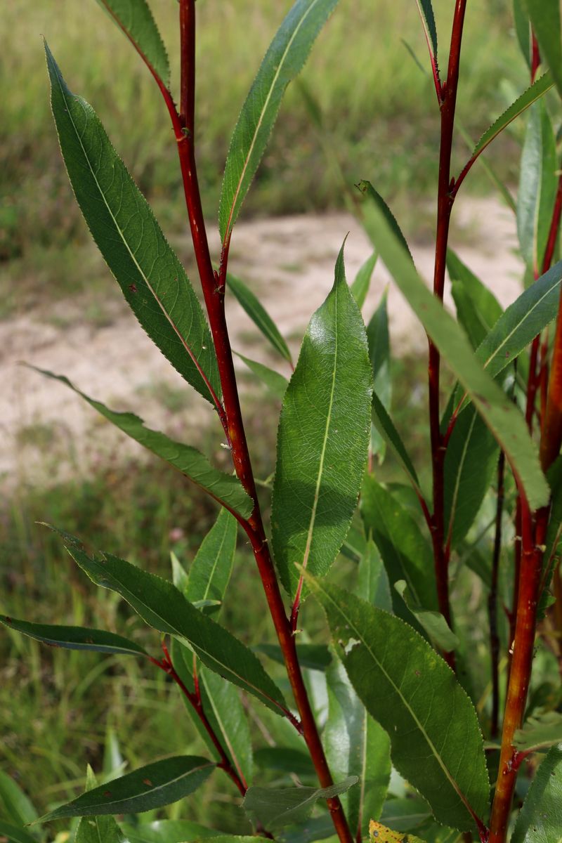 Изображение особи Salix pentandra.