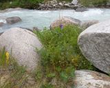Vicia sosnowskyi