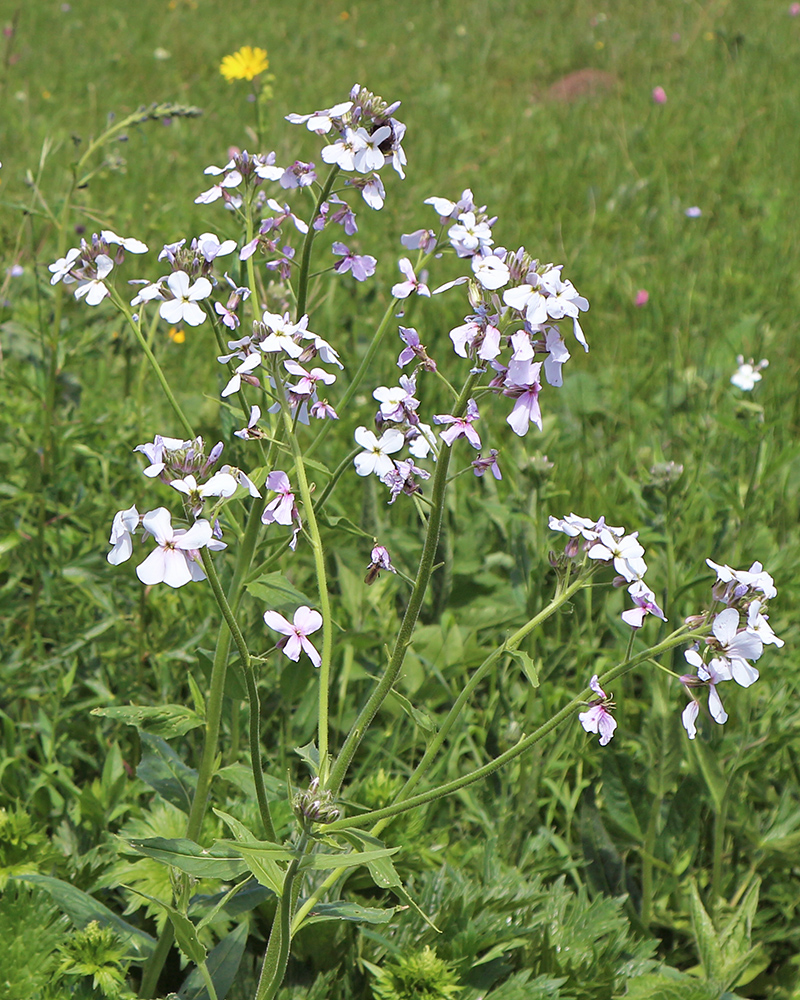 Изображение особи Hesperis voronovii.