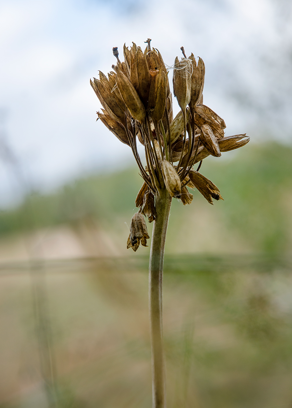 Изображение особи Primula macrocalyx.
