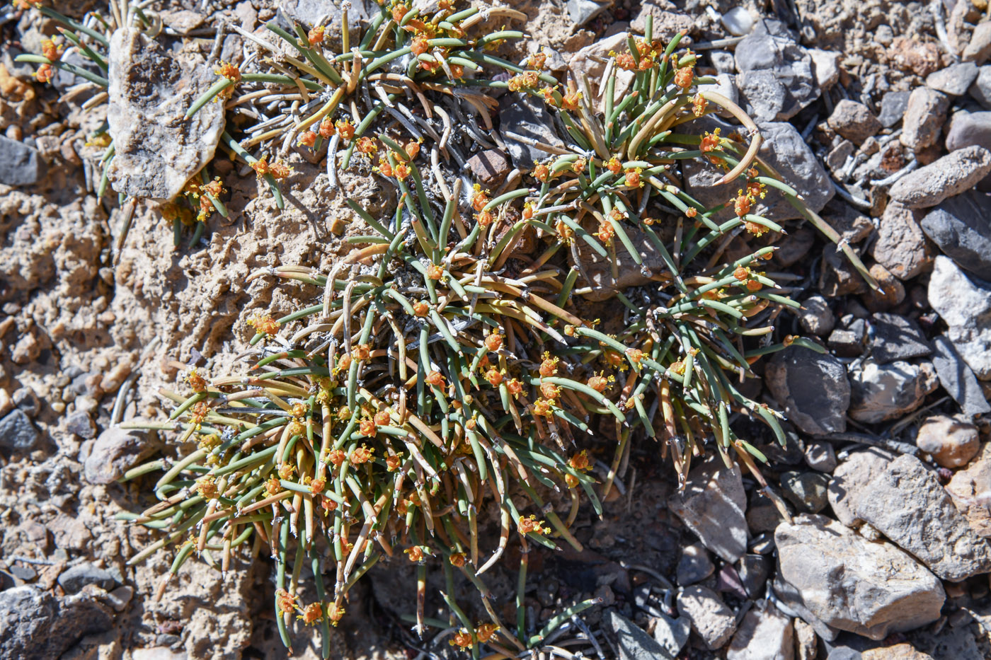 Image of Ephedra fedtschenkoae specimen.