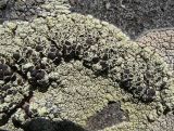Lecanora argopholis