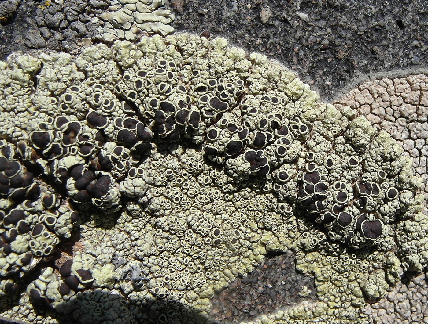Image of Lecanora argopholis specimen.