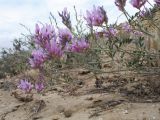 Astragalus ustiurtensis. Побеги с соцветиями. Казахстан, Мангистауская обл., Тупкараганский р-н, ур. Саура, песчано-глинистый край борта разлома. 6 мая 2024 г.