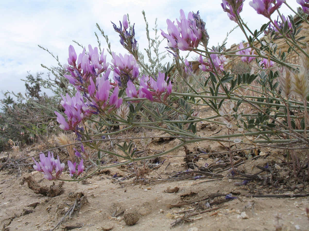 Изображение особи Astragalus ustiurtensis.