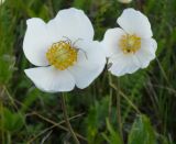 Anemone sylvestris