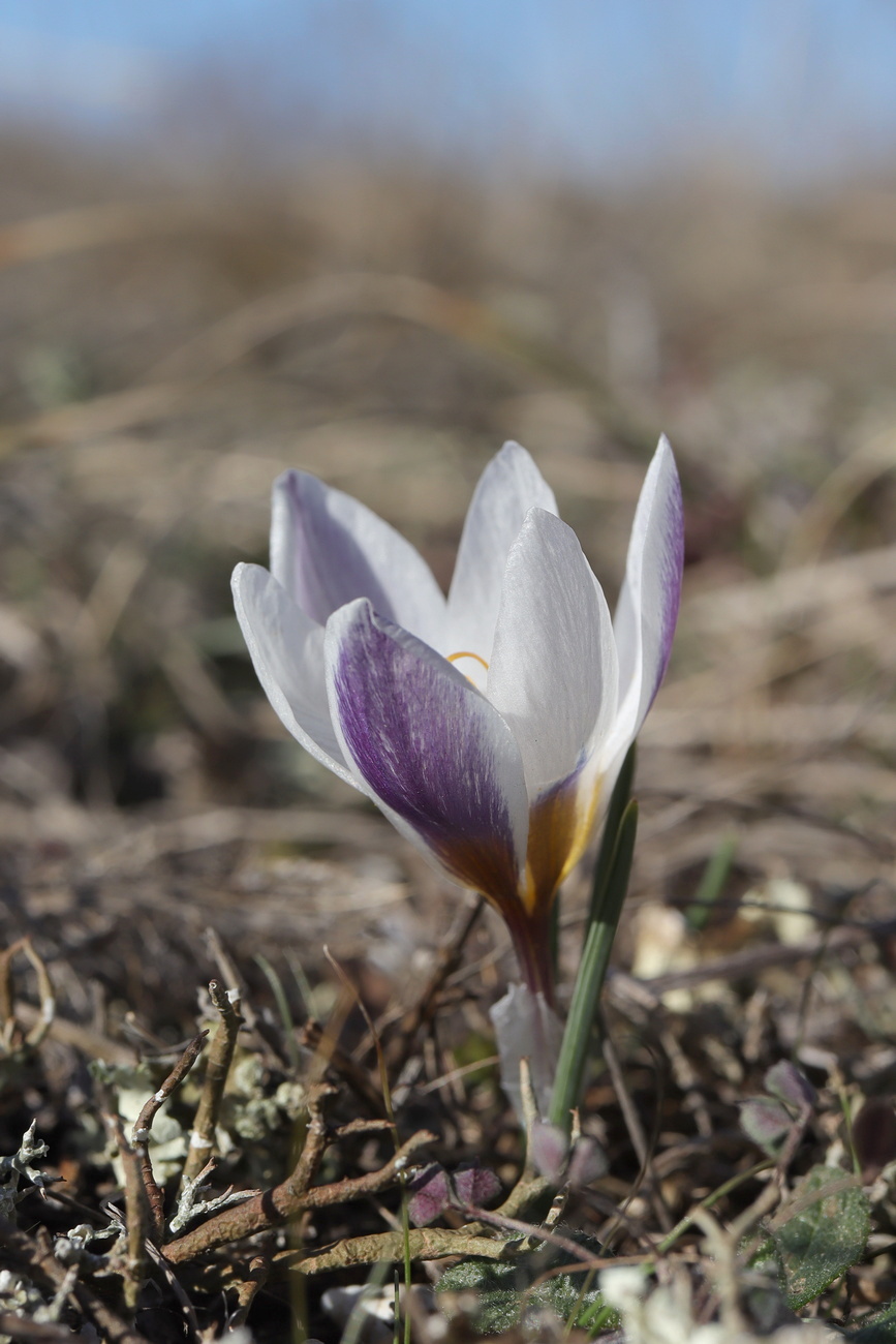 Image of Crocus tauricus specimen.